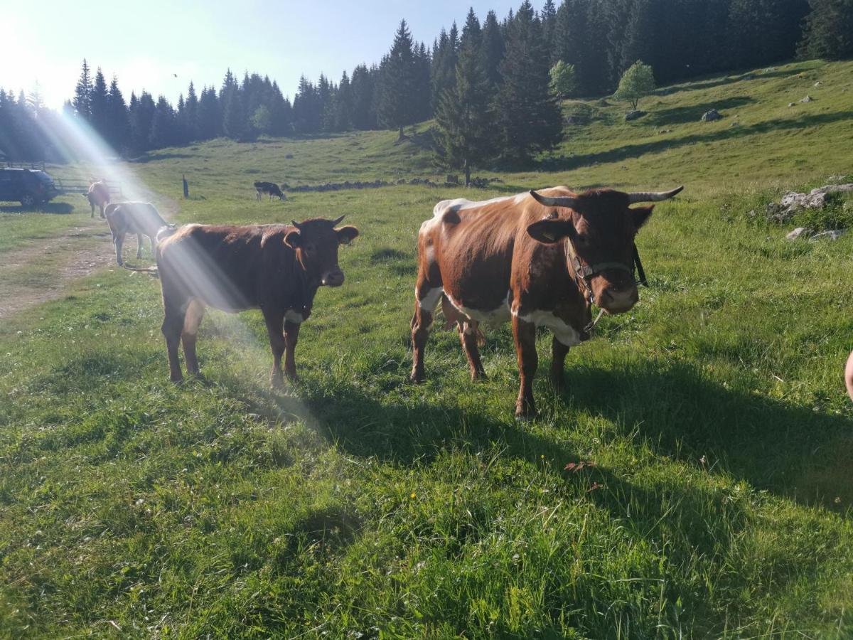 Chalet Stara Jelka Pokljuka زغورنجي المظهر الخارجي الصورة
