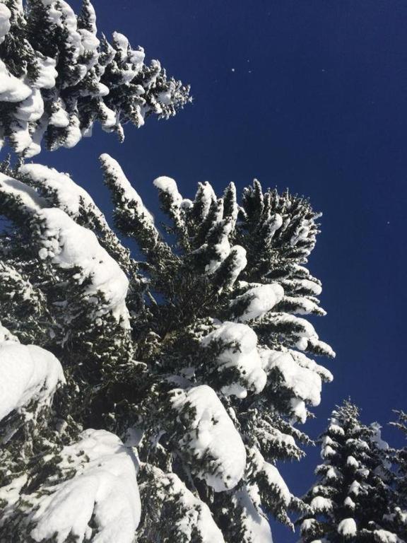 Chalet Stara Jelka Pokljuka زغورنجي المظهر الخارجي الصورة